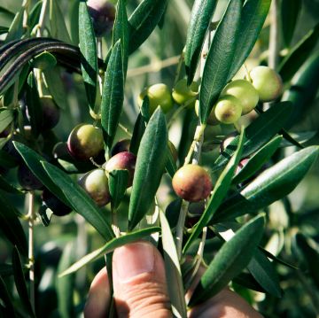 Harvesting olives for oil in Spain