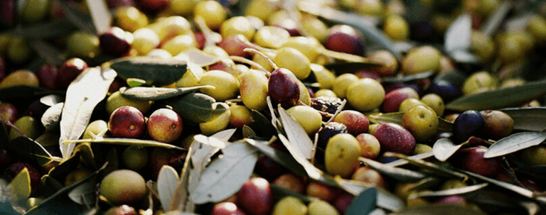 Types of Olives Spanish