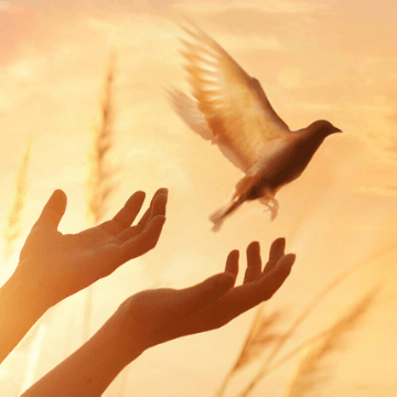 Hands freeing a bird