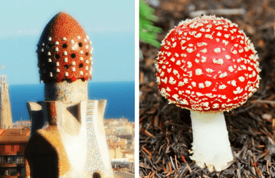 Catalan mushrooms eaten by Gaudi