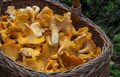 Spanish mushroom: rossinyols