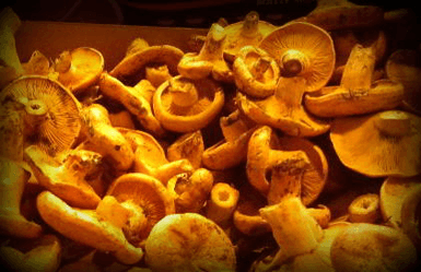 Spanish mushrooms: rovellons