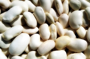 Fava beans, symbol of the festes de Sant Medir