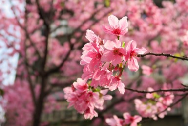Cherry Blossoms in Catalonia