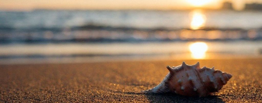 Shell in beach near Barcelona